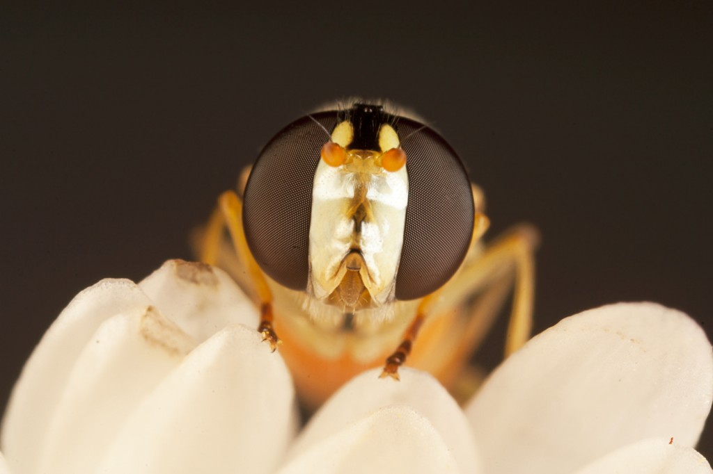 Sphaerophoria scripta ♀/♂ (Syrphidae).