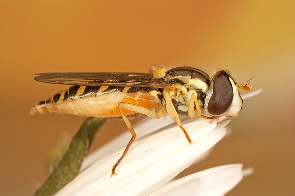 Sphaerophoria scripta ♀/♂ (Syrphidae).