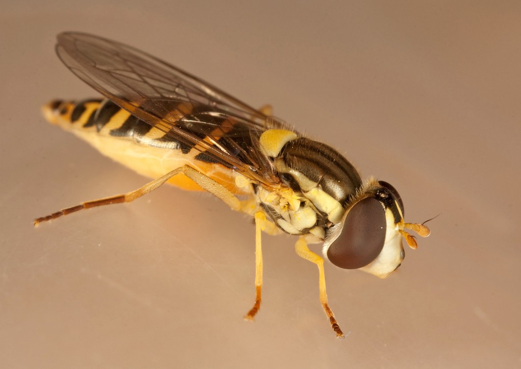 Sphaerophoria scripta ♀/♂ (Syrphidae).
