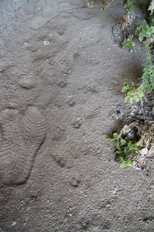 Tracce di volpe fresche e rettile?