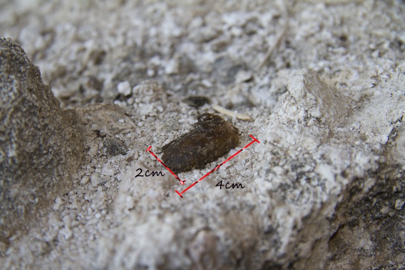 Tracce di volpe fresche e rettile?