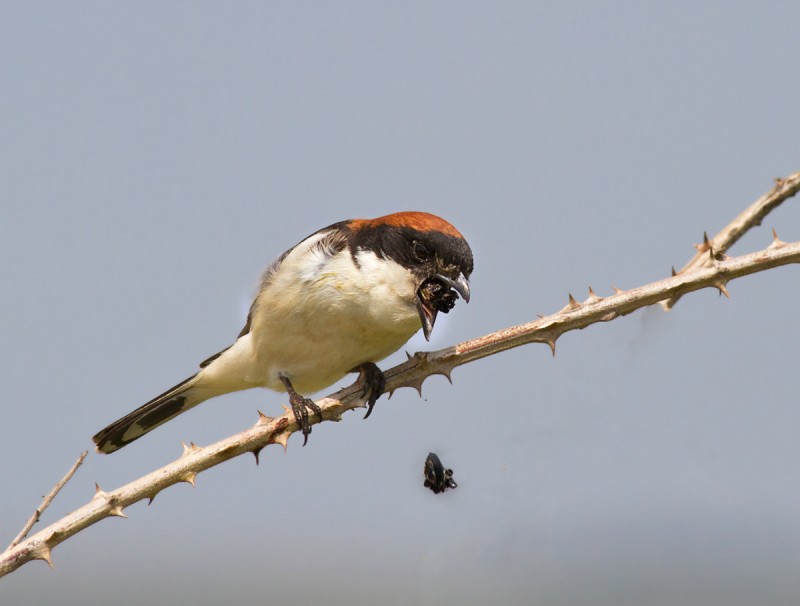 averla capirossa a caccia