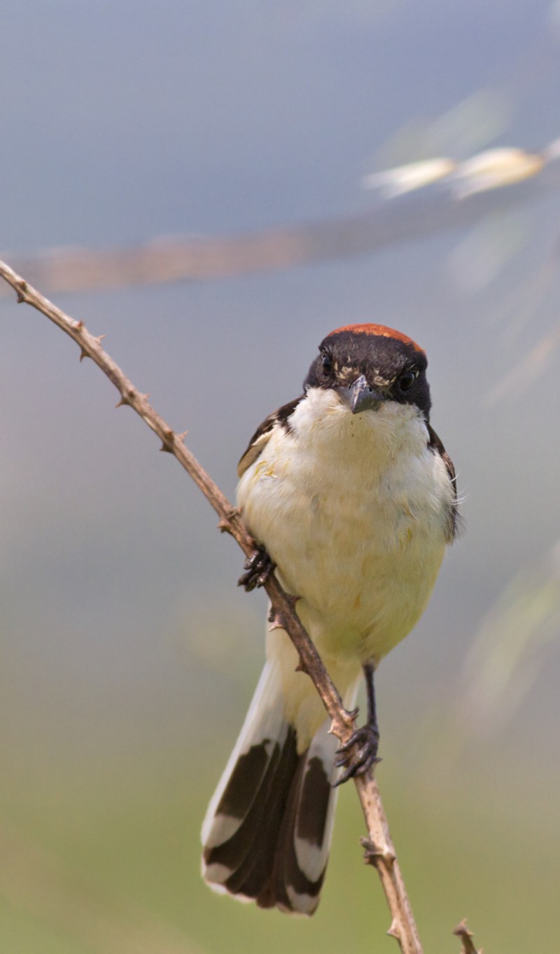 averla capirossa a caccia