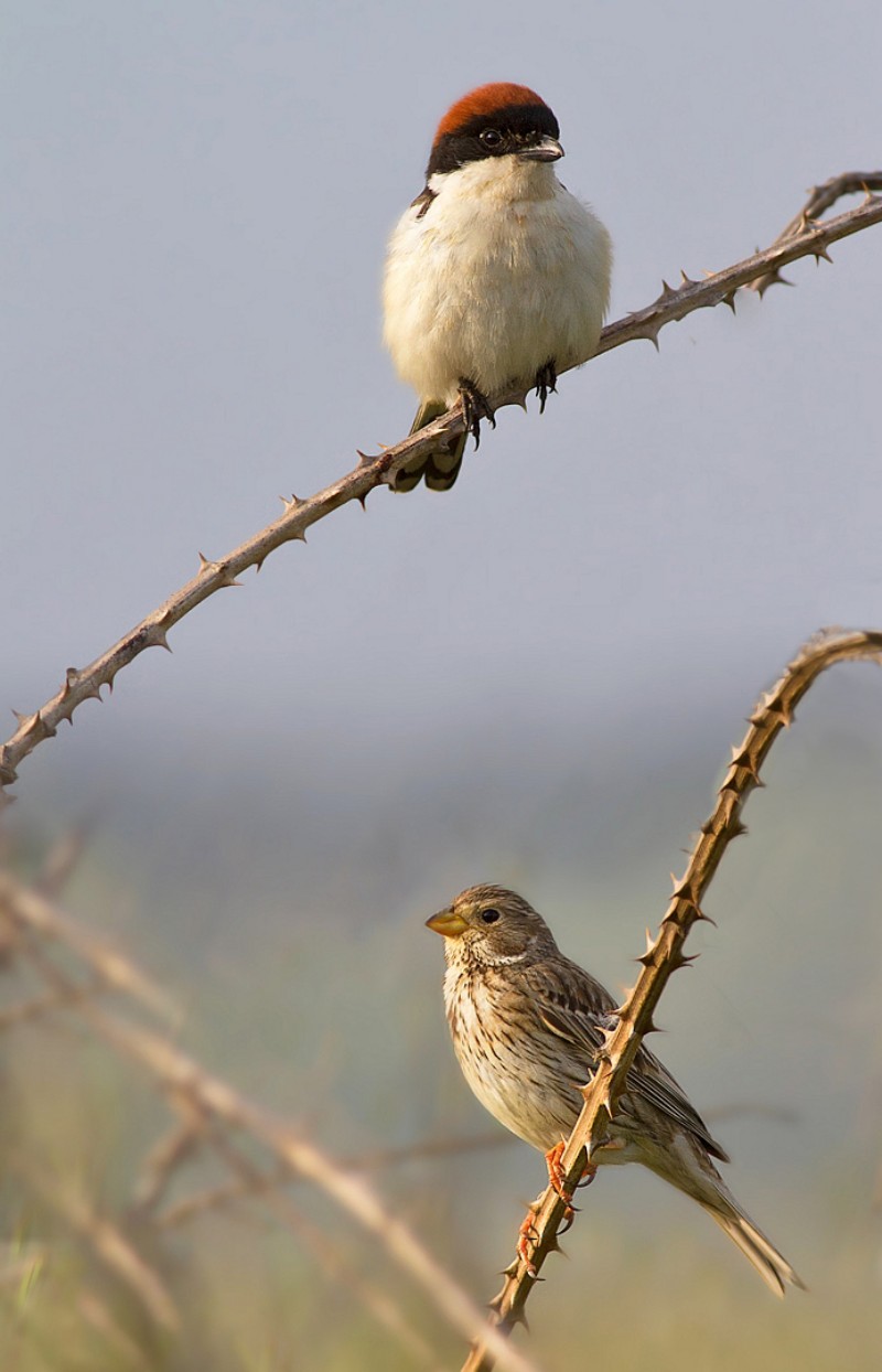 averla capirossa a caccia