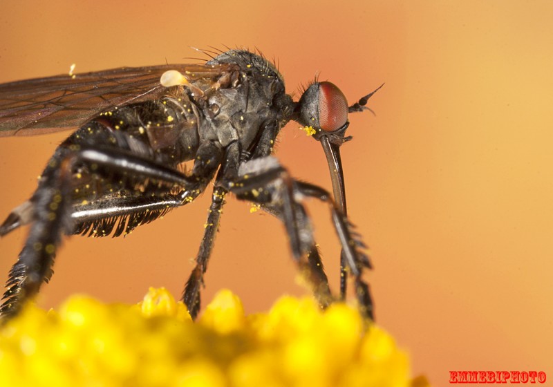Empis (Empis) pennipes (Empididae)