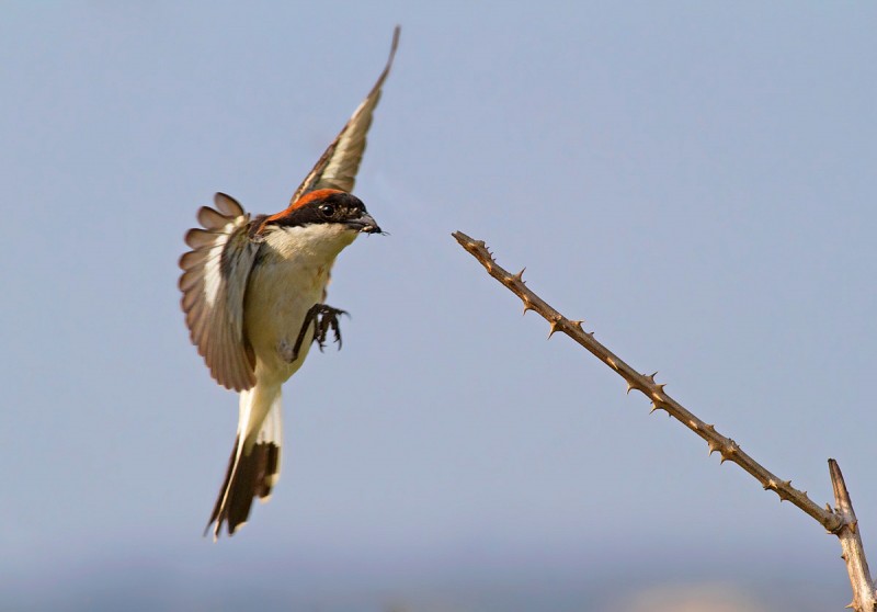 averla capirossa a caccia