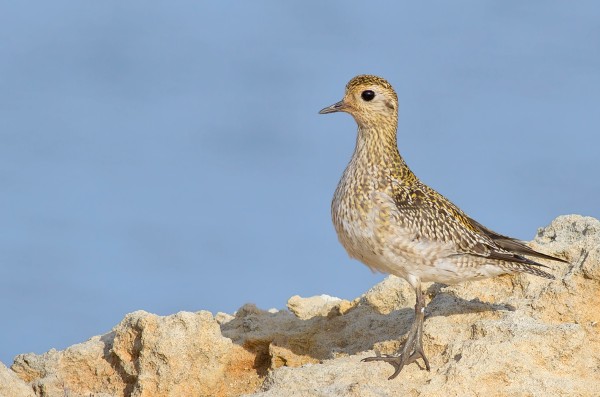 piviere dorato - Pluvialis apricaria