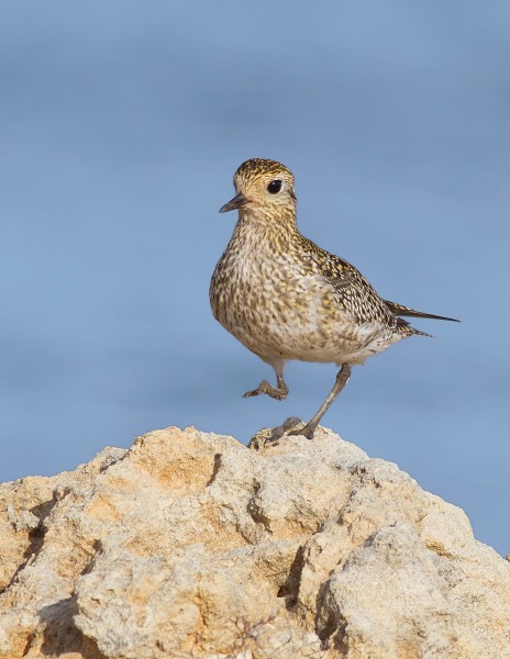 piviere dorato - Pluvialis apricaria
