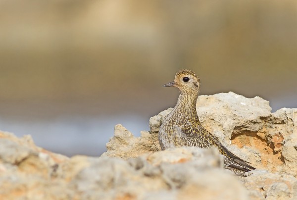 piviere dorato - Pluvialis apricaria