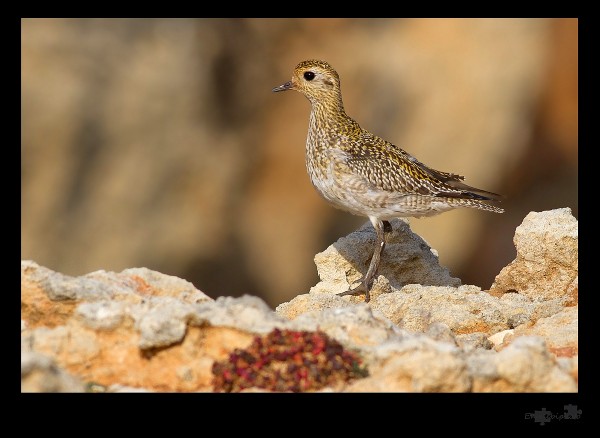 piviere dorato - Pluvialis apricaria