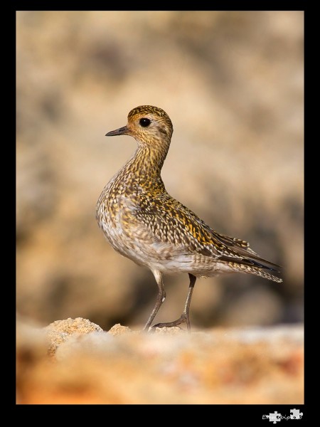 piviere dorato - Pluvialis apricaria