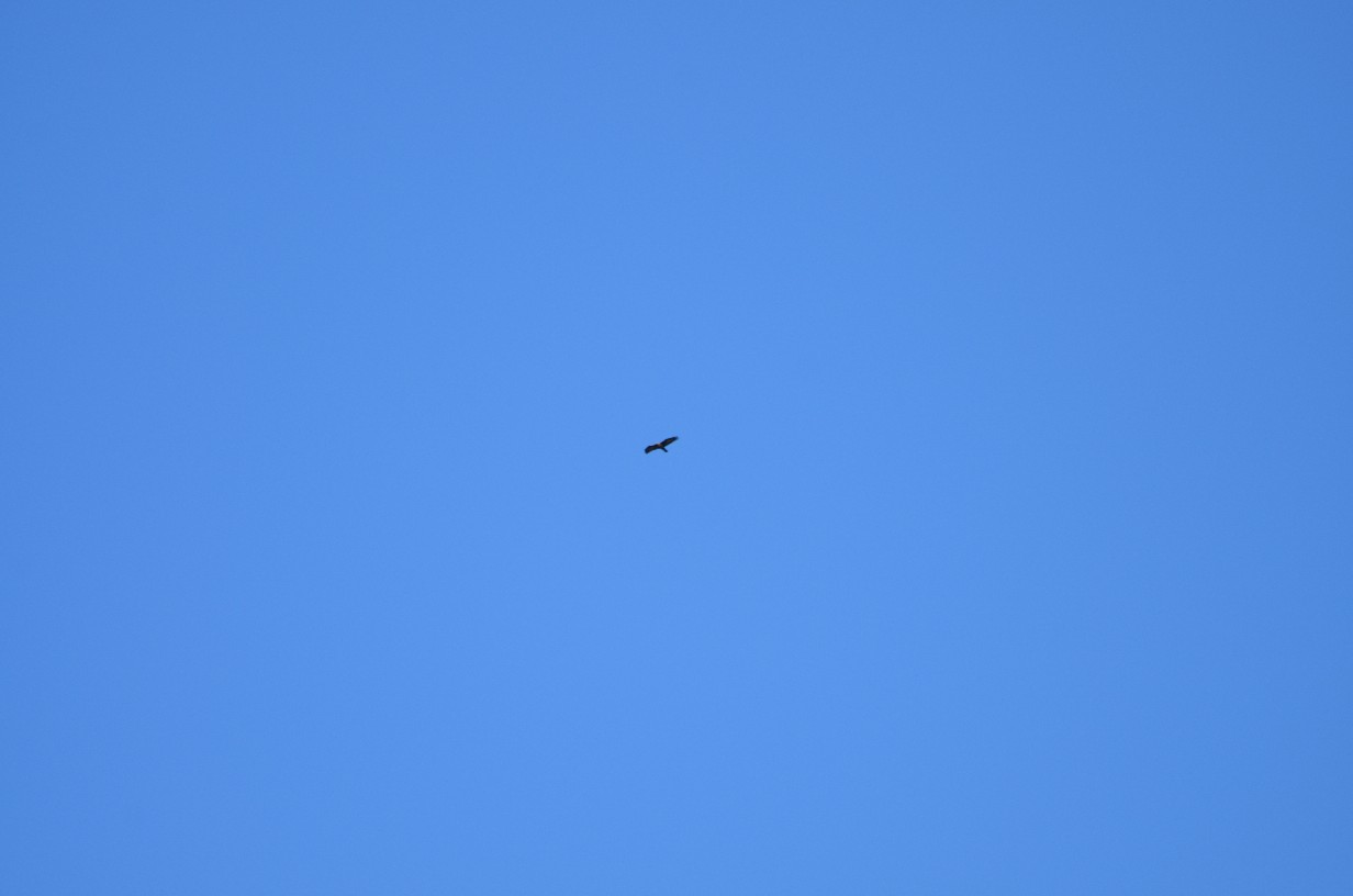 Identificazione,help!