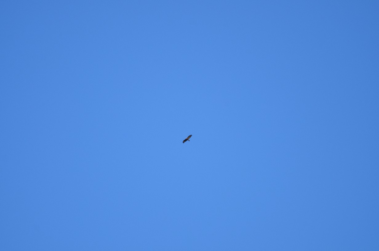 Identificazione,help!