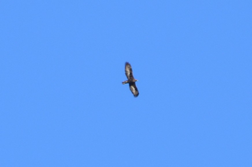 Identificazione,help!