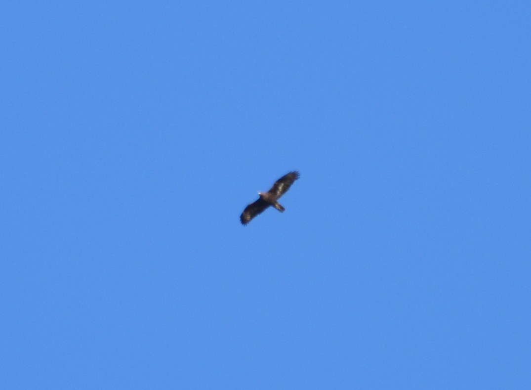 Identificazione,help!
