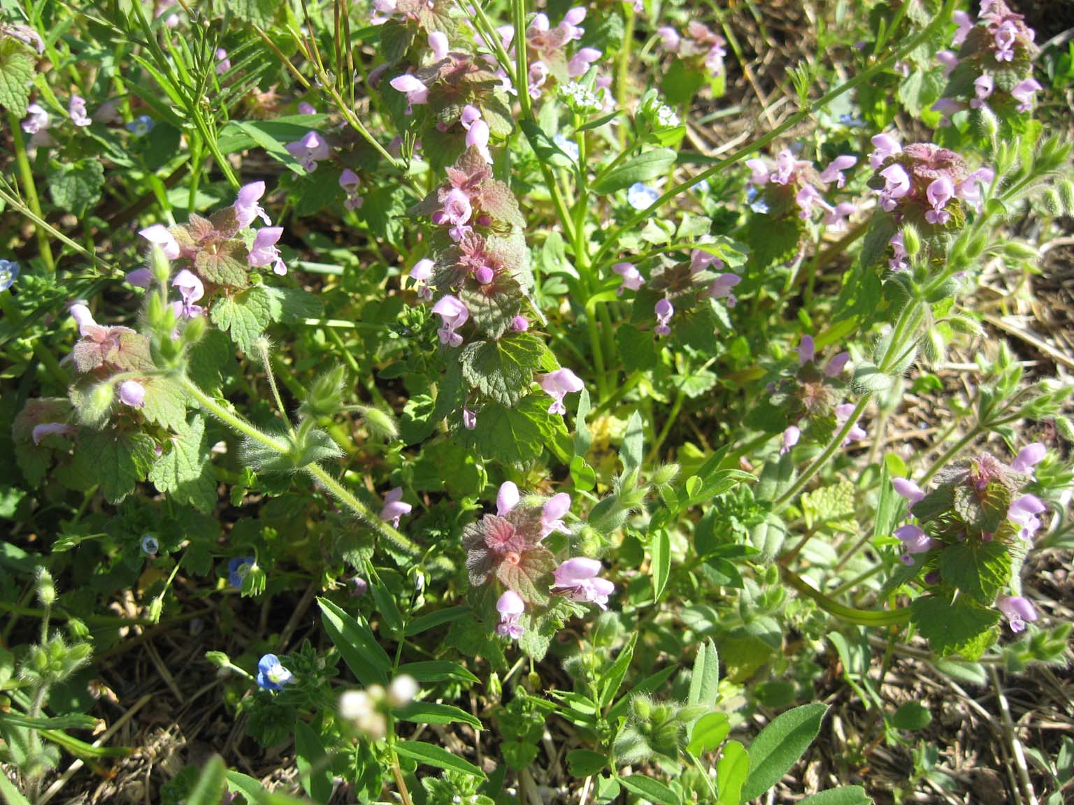 flora vigne Valtellina -  Lamium purpureum