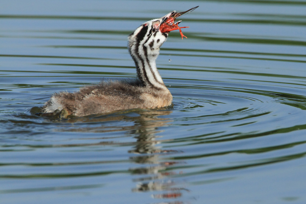 Procambarus a colazione