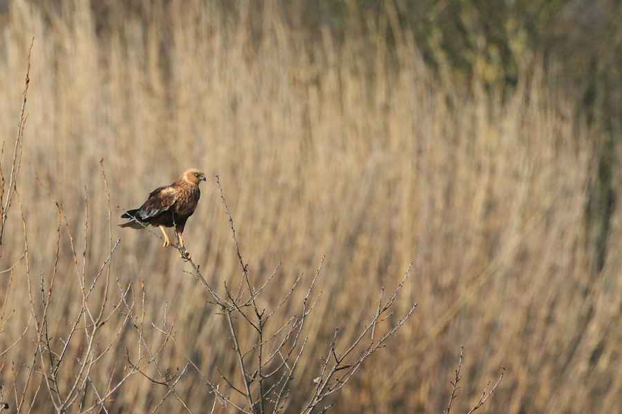 Identificazione rapace