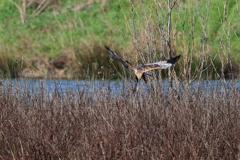 Identificazione rapace