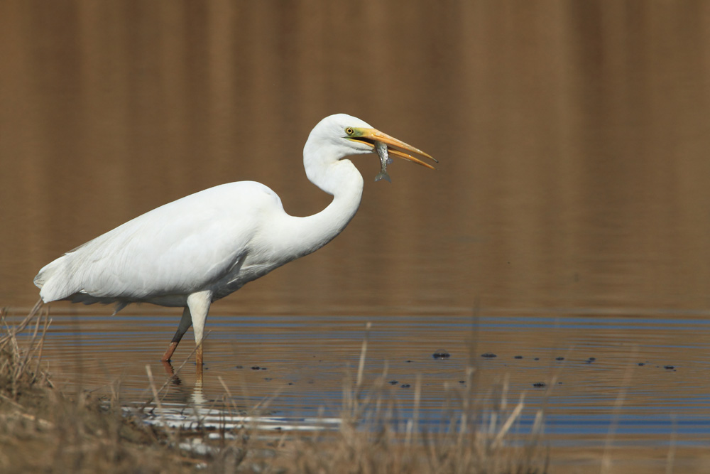 Egretta alba