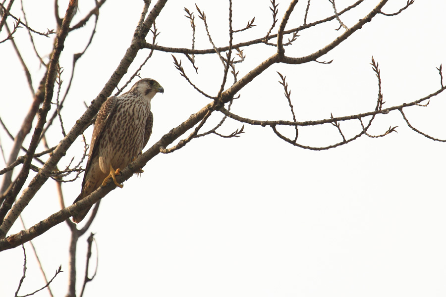 Identificazione rapace [ Falco peregrinus calidus juv. ]
