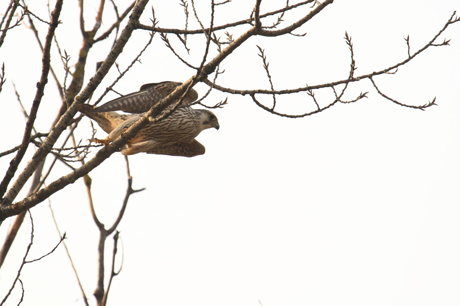 Identificazione rapace [ Falco peregrinus calidus juv. ]