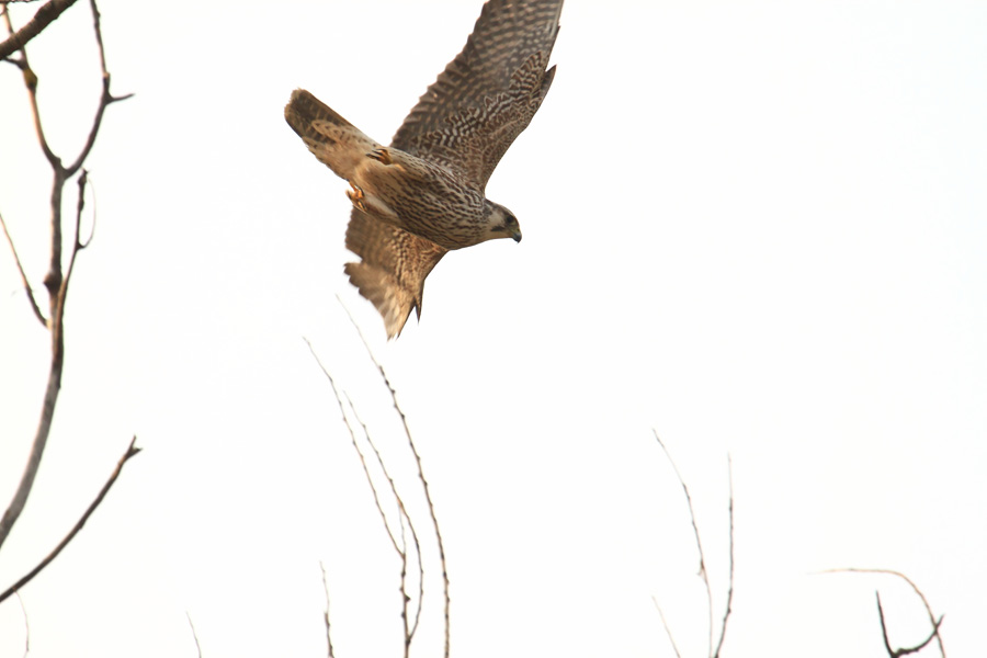 Identificazione rapace [ Falco peregrinus calidus juv. ]