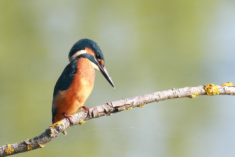 Alcedo atthis