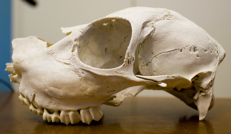 Cranio Da Identificare