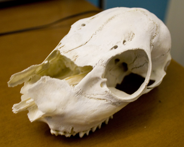 Cranio Da Identificare