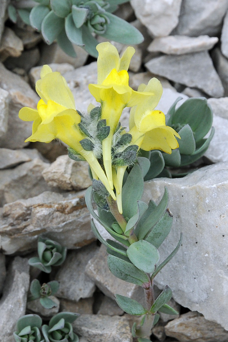 Pizzo Arera e Monte Bianco