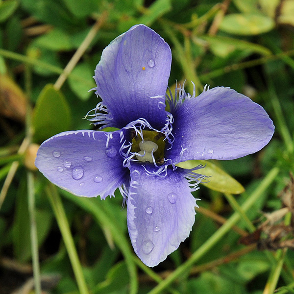 Gentianopsis ciliata