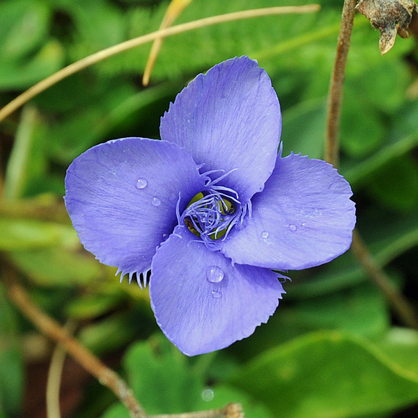 Gentianopsis ciliata