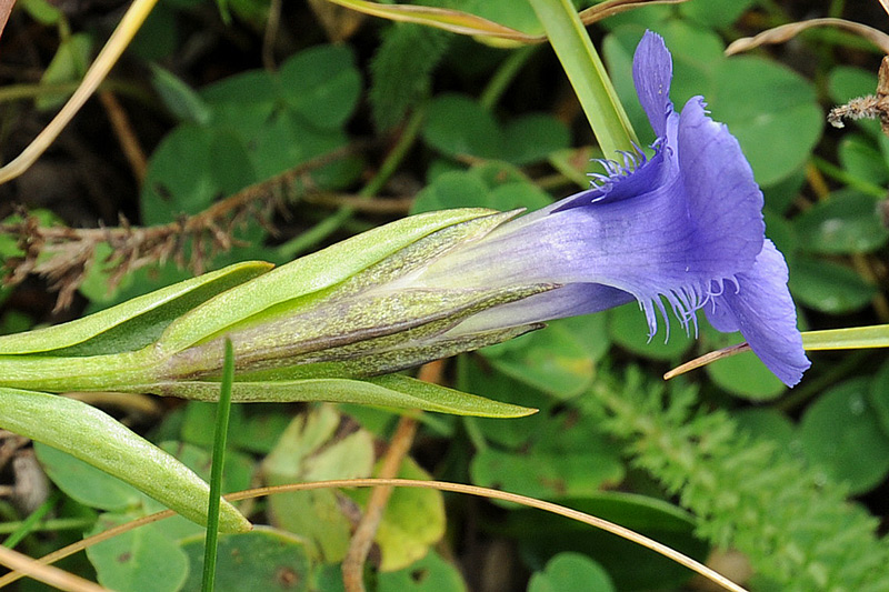 Gentianopsis ciliata
