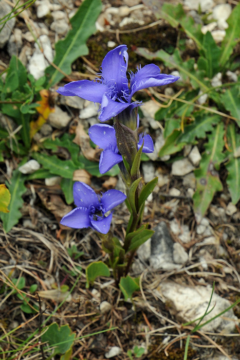 Gentianopsis ciliata