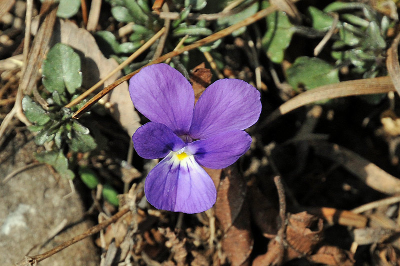 Viola dubyana / Viola di Duby