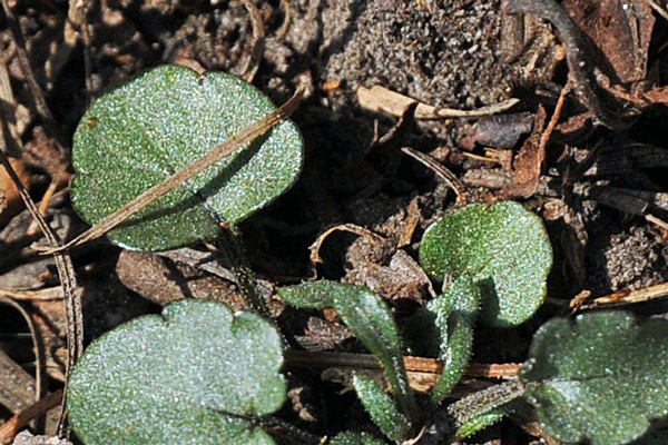 Viola dubyana / Viola di Duby