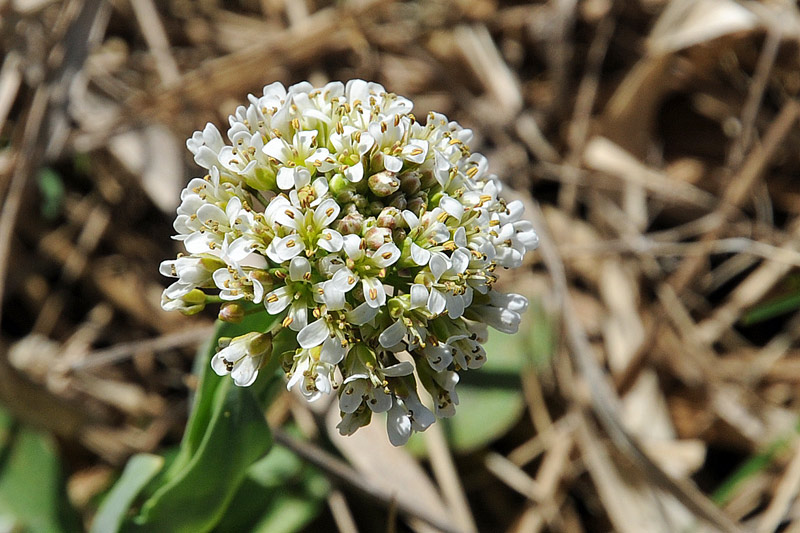 Noccaea caerulescens (=Thlaspi caerulescens) / Erba storna cerulea