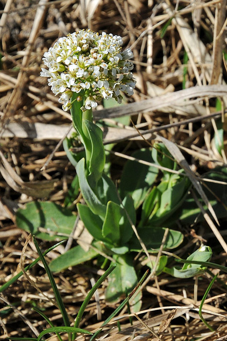 Noccaea caerulescens (=Thlaspi caerulescens) / Erba storna cerulea