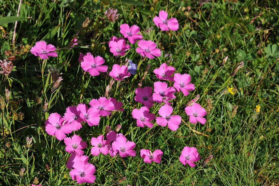 Dianthus cfr. pavonius