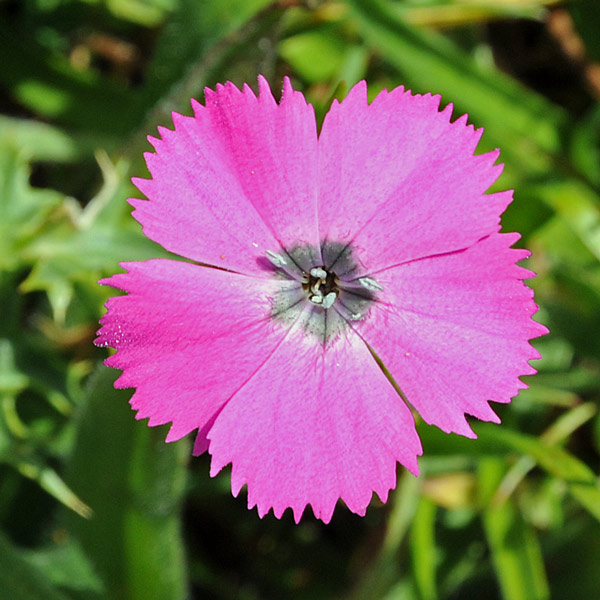 Dianthus cfr. pavonius