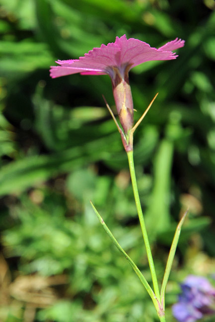 Dianthus cfr. pavonius