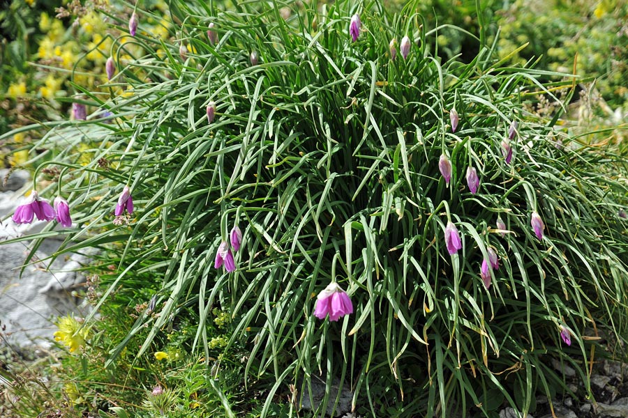 Allium narcissiflorum / Aglio piemontese