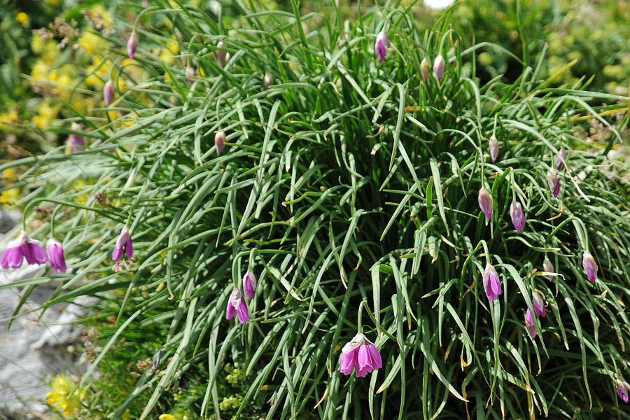Allium narcissiflorum / Aglio piemontese
