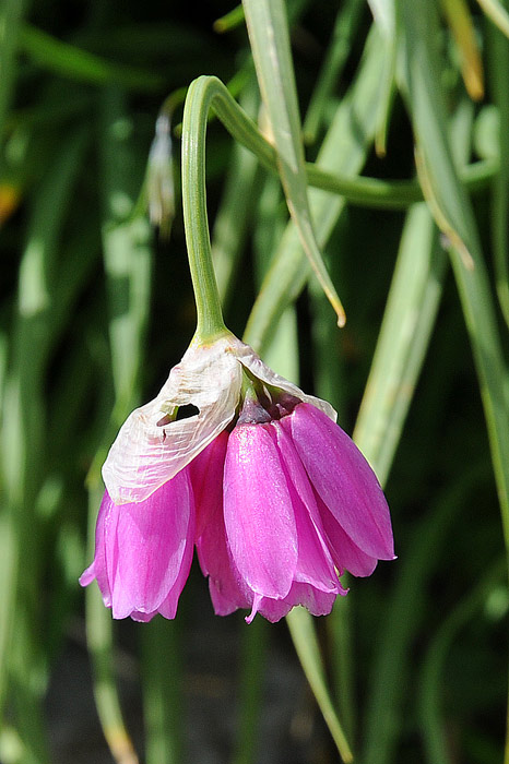 Allium narcissiflorum / Aglio piemontese