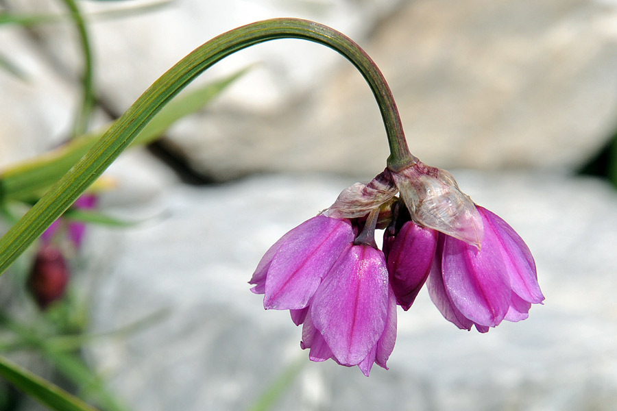 Allium narcissiflorum / Aglio piemontese