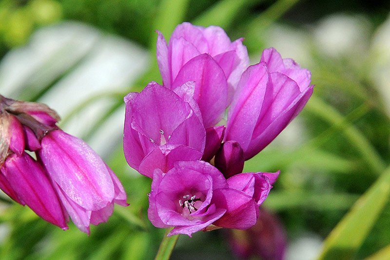 Allium narcissiflorum / Aglio piemontese