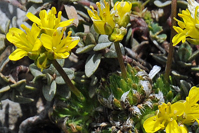 Draba aizoides / Draba aizoide