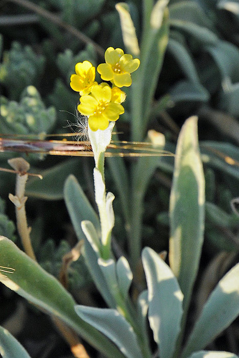 Aurinia leucadea
