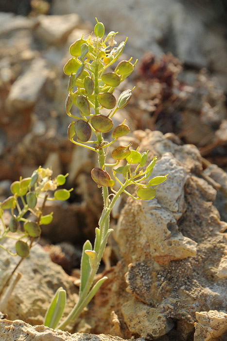 Aurinia leucadea